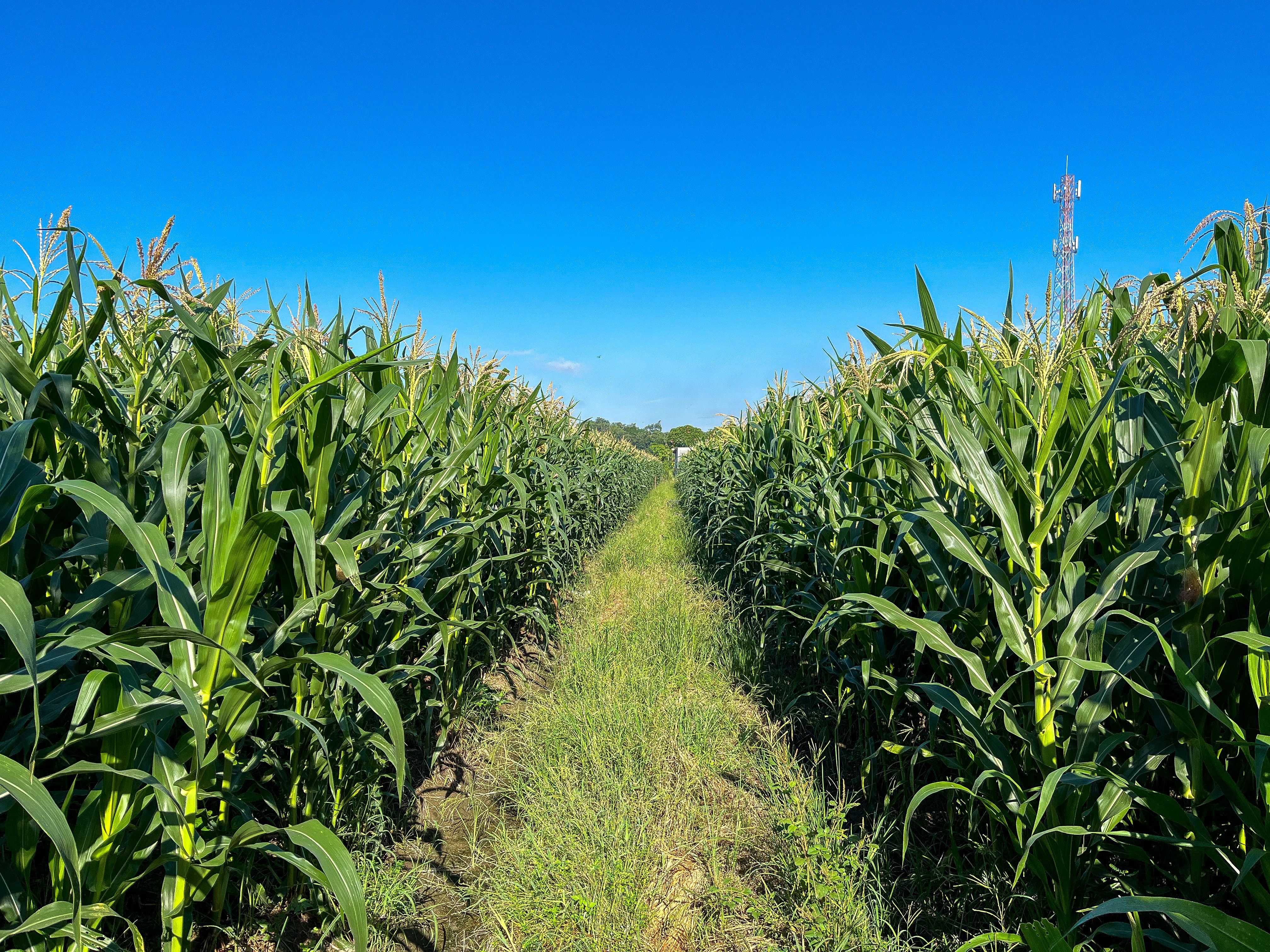 Crop Production
