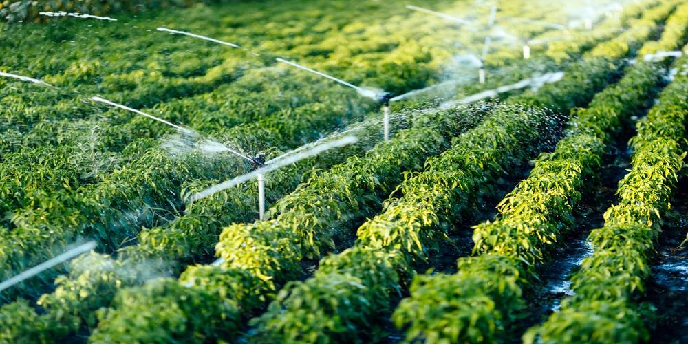 Irrigation & Water Management