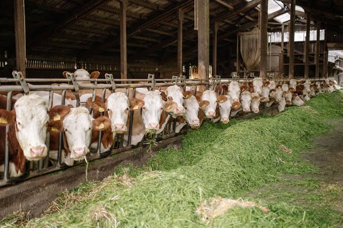 Livestock & Animal Agriculture